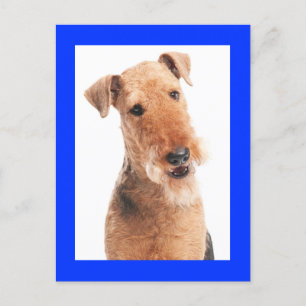 Airedale Terrier Puppy Dog Blue Postkarte