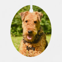 Airedale Terrier Puppy Dog