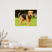 Airedale Terrier Puppy Dog Poster (Küche)