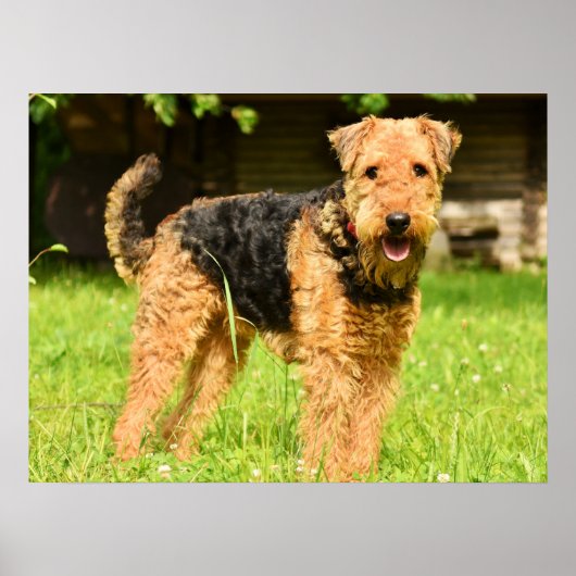 Airedale Terrier Puppy Dog Poster (Vorne)