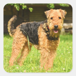 Airedale Terrier Puppy Dog Quadratischer Aufkleber