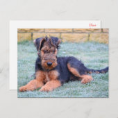 Airedale Terrier Puppy Doppy Green Postcard Postkarte (Vorne/Hinten)