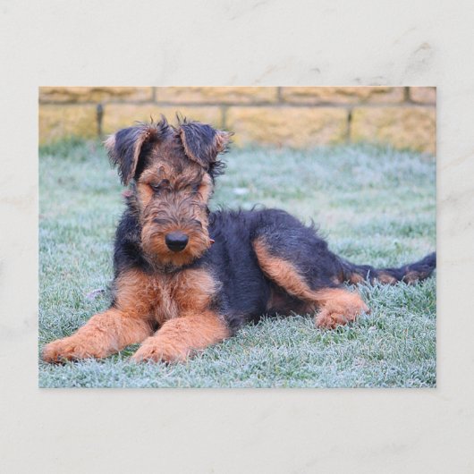 Airedale Terrier Puppy Doppy Green Postcard Postkarte (Vorderseite)