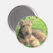 Airedale Terrier Round Magnet (Vorderseite/Rückseite)