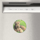 Airedale Terrier Round Magnet (In Situ (Geschirrspüler))