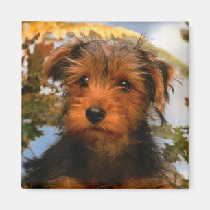 Airedale Terrier Welpe Hund Magnet
