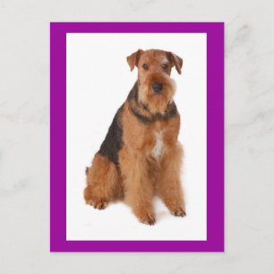 Airedale Terrier Welpenhund lila Postkarte