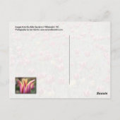 Airlie Gardens, Wilmington, NC Postkarte (Rückseite)