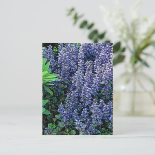 Ajuga reptans - Buglewede Postkarte (Stehend Vorderseite)