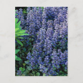 Ajuga reptans - Buglewede Postkarte (Vorderseite)
