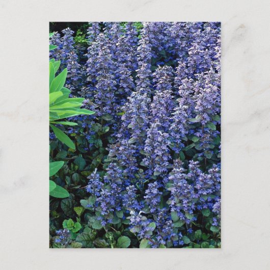 Ajuga reptans - Buglewede Postkarte (Vorderseite)