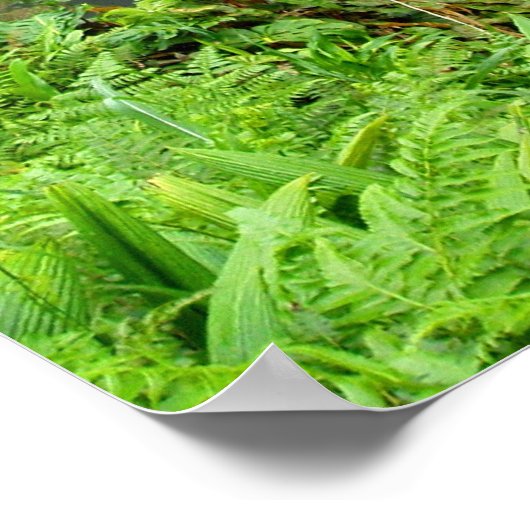 Akaka Falls, Hawaii Poster (Ecke)