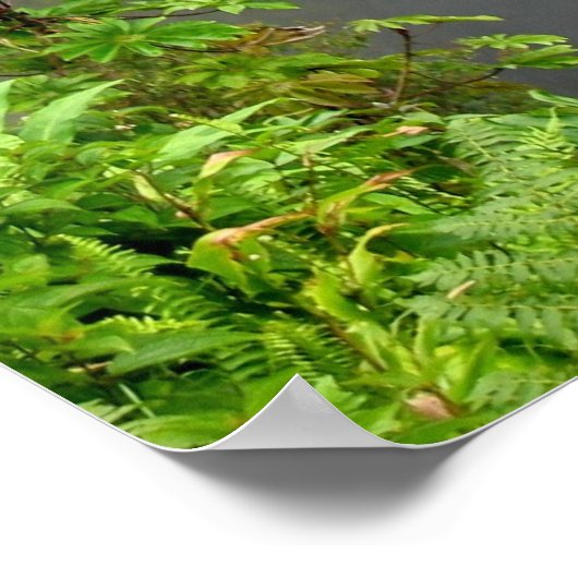 Akaka Falls - Hawaii Poster (Ecke)