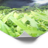 Akaka Falls Poster (Ecke)