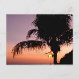 Akapulcan Palm in der Abenddämmerung Postkarte