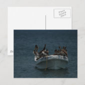 Akapulco pelicans postkarte (Vorne/Hinten)