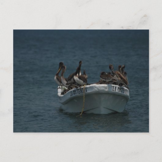 Akapulco pelicans postkarte (Vorderseite)