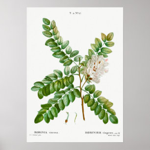 Akazie Illustration im Vintage-Stil Poster