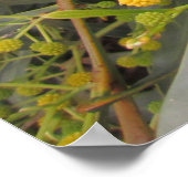 Akazie Poster (Ecke)