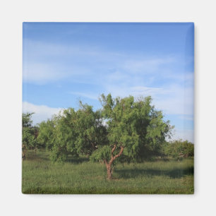 Akazien-Baum Magnet