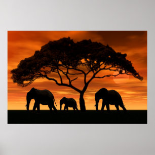 Akazien-Elefant-Sonnenuntergang Poster