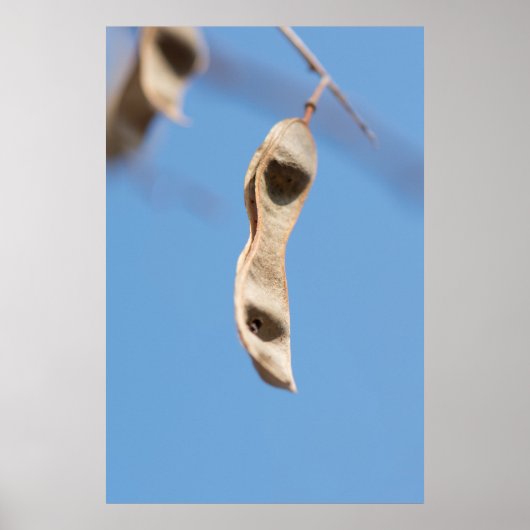 Akaziensamen Poster (Vorne)