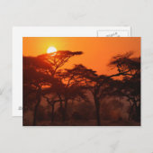 Akazienwald bei Sonnenuntergang silhouettiert, Tar Postkarte (Vorne/Hinten)