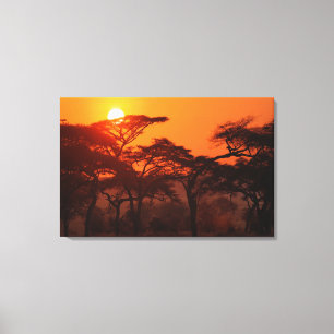 Akazienwald vor Sonnenuntergang, Tarangire Leinwanddruck