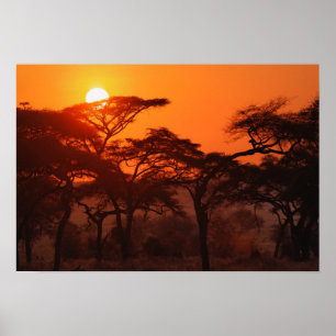 Akazienwald vor Sonnenuntergang, Tarangire Poster