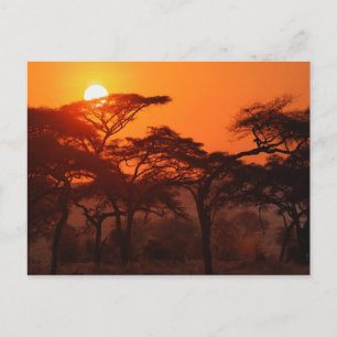 Akazienwald vor Sonnenuntergang, Tarangire Postkarte