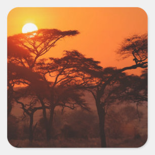 Akazienwald vor Sonnenuntergang, Tarangire Quadratischer Aufkleber