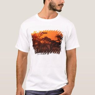 Akazienwald vor Sonnenuntergang, Tarangire T-Shirt