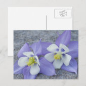 Akelei-Blumen Postkarte (Vorne/Hinten)