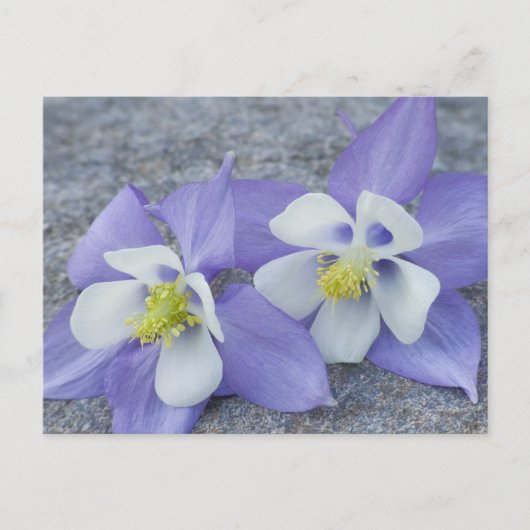 Akelei-Blumen Postkarte (Vorderseite)