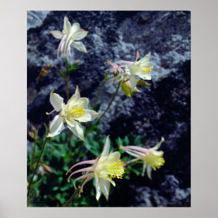 Akelei-Wildblumen in der Sierra Poster