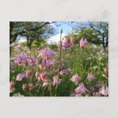 Akeleien Wiese unter Apfelbäumen Postkarte (Vorderseite)