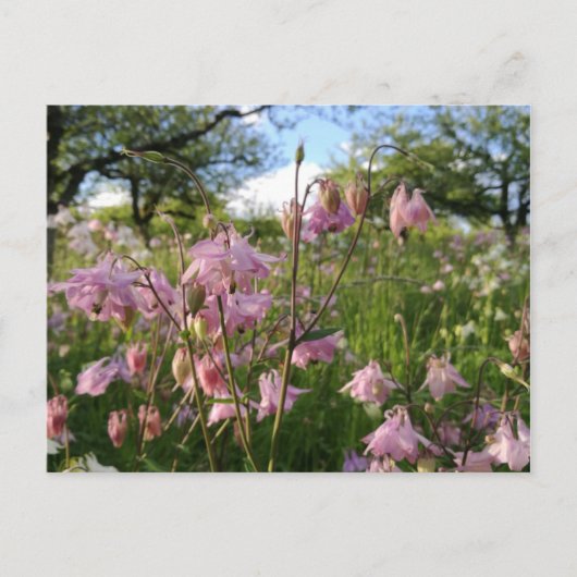 Akeleien Wiese unter Apfelbäumen Postkarte (Vorderseite)