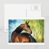 Akhal-Teke-Hengst Postkarte (Vorne/Hinten)