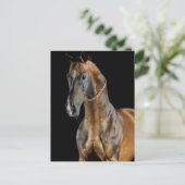 Akhal-Teke Horse Postkarte (Stehend Vorderseite)