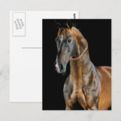 Akhal-Teke Horse Postkarte (Vorne/Hinten)