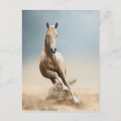 Akhal-Teke Horse Postkarte (Vorderseite)
