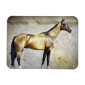 Akhal-teke Magnet (Horizontal)