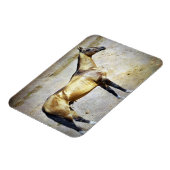 Akhal-teke Magnet (Linke Seite)