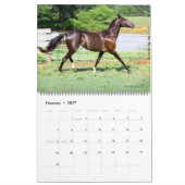 Akhal-Teke-Pferde 2011 Kalender (Feb 2027)