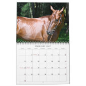 Akhal-Teke-Pferde 2 Kalender (Feb 2027)