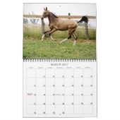 Akhal-Teke-Pferde 2 Kalender (Mär 2027)