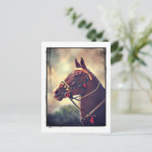 Akhal Teke Postkarte (Stehend Vorderseite)