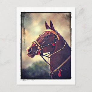 Akhal Teke Postkarte