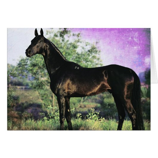 Akhal-teke Stallion (Vorderseite (Horizontal))