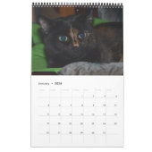 Akira the Tortie Bengalisch 2017 Mittelkalender Kalender (Jan 2026)